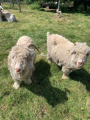 Des moutons durant une médiation animale avec les personnes accompagnées Des moutons durant une médiation animale avec les personnes accompagnées