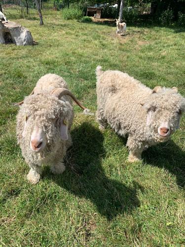 Des moutons durant une médiation animale avec les personnes accompagnées