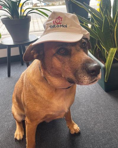 Talia, 8 ans, nouvelle mascotte de l'antenne de Nantes ! Un grand chien marron est assis, sur sa tête est posée une casquette blanche avec le logo de Toit à Moi